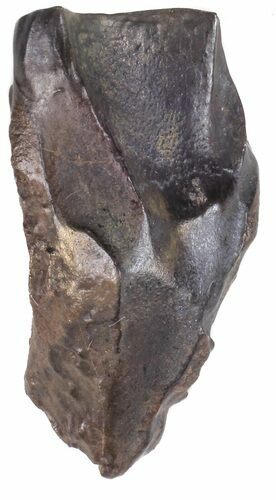 Triceratops Shed Tooth - Montana #53602